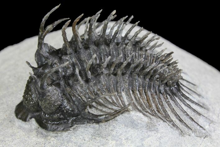 Bargain, Spiny Comura Trilobite - Oufaten, Morocco #160892